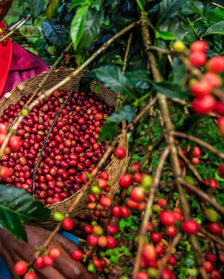 Limmu Coffee